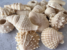 Load image into Gallery viewer, Adorable seashell oatmeal soaps will bring a touch of the sea into your home. Available in unscented or Ocean Breeze scent. The moisturizing oils used in our soaps produce a rich luxurious lather that leaves your skin clean & soft without stripping the natural oils.