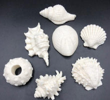Load image into Gallery viewer, Adorable seashell oatmeal soaps will bring a touch of the sea into your home.  Available in unscented or Ocean Breeze scent.  The moisturizing oils used in our soaps produce a rich luxurious lather that leaves your skin clean & soft without stripping the natural oils.  Perfect for Valentine's Day gifts, Christmas gifts, birthday gifts, wedding shower gifts, Mother's Day gifts & more!