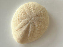 Load image into Gallery viewer, Adorable seashell oatmeal soaps will bring a touch of the sea into your home.  Available in unscented or Ocean Breeze scent.  The moisturizing oils used in our soaps produce a rich luxurious lather that leaves your skin clean &amp; soft without stripping the natural oils. 
