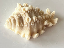 Load image into Gallery viewer, Adorable seashell oatmeal soaps will bring a touch of the sea into your home.  Available in unscented or Ocean Breeze scent.  The moisturizing oils used in our soaps produce a rich luxurious lather that leaves your skin clean &amp; soft without stripping the natural oils. 

