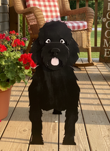 Load image into Gallery viewer, Labradoodle planter box on porch 
