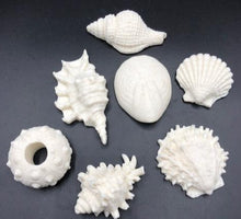 Load image into Gallery viewer, Adorable seashell oatmeal soaps will bring a touch of the sea into your home.  Available in unscented or Ocean Breeze scent.  The moisturizing oils used in our soaps produce a rich luxurious lather that leaves your skin clean &amp; soft without stripping the natural oils.  Perfect for Valentine&#39;s Day gifts, Christmas gifts, birthday gifts, wedding shower gifts, Mother&#39;s Day gifts &amp; more!
